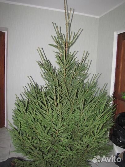 Ёлки премиум до 10м