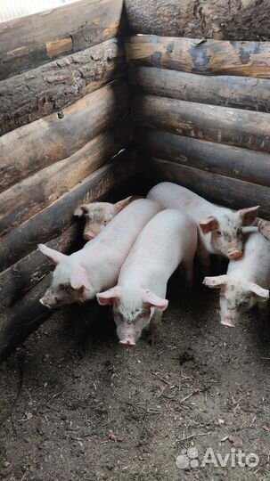 Поросенок ландрас