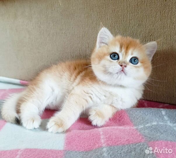 Британская девочка в разведение