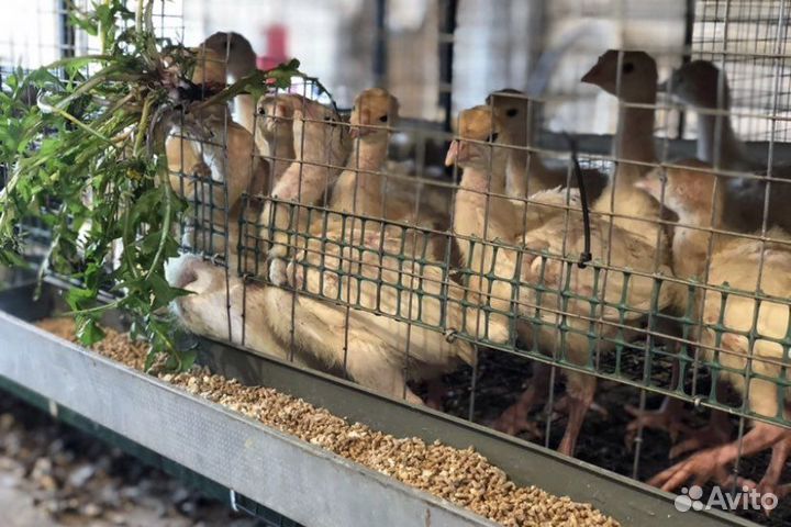 Индюшата cross Биг-6, бройлеры, утята, гусята