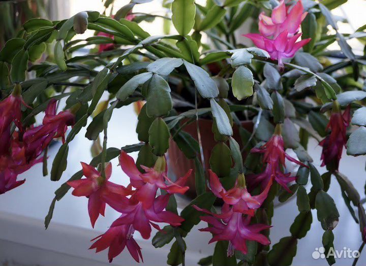 Цветок декабрист цвета фуксия