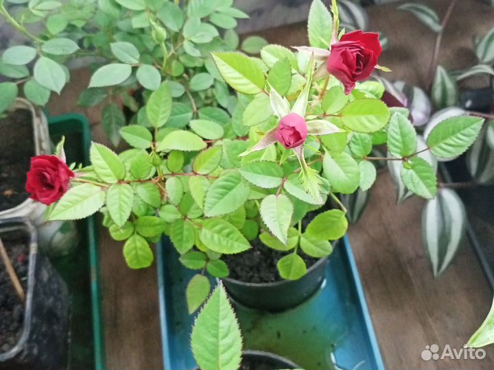 Розы, розмарин