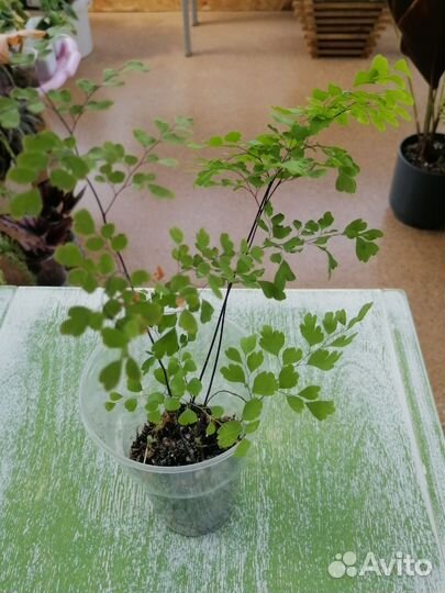 Папоротники