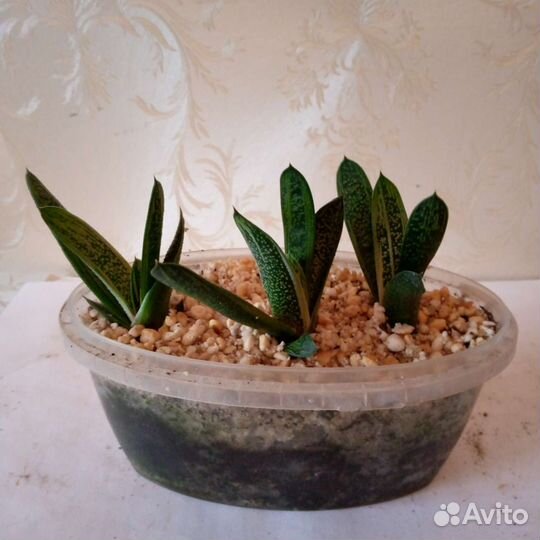 Растения для дома