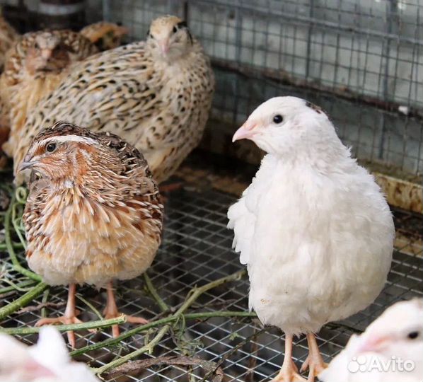 Продам перепела самцы