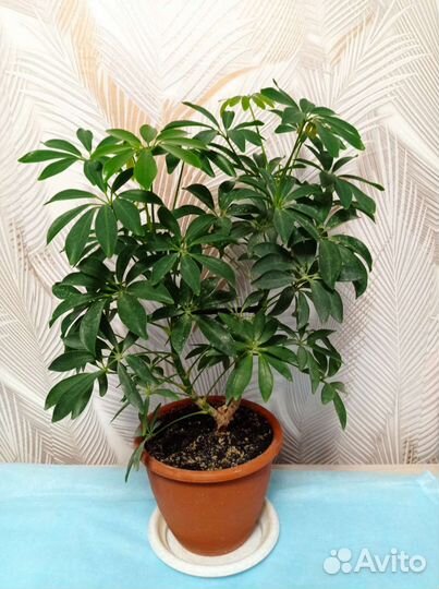 Комнатные растения