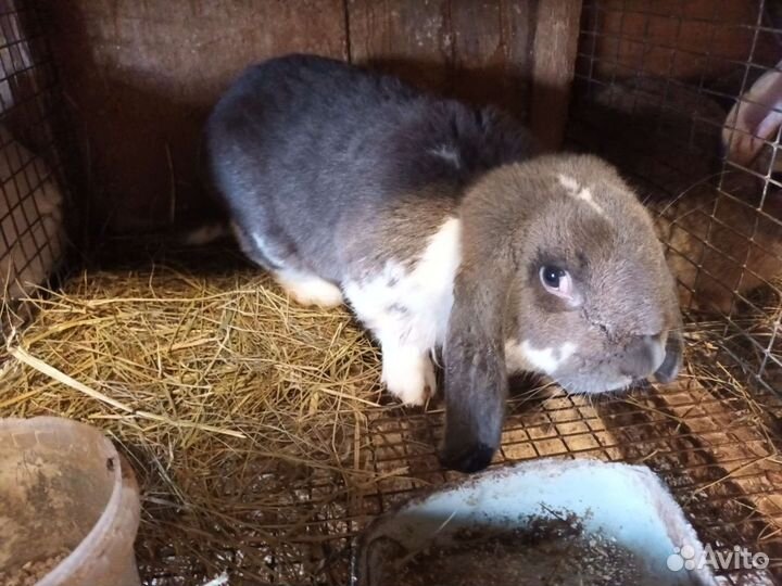 Продаю крольчат