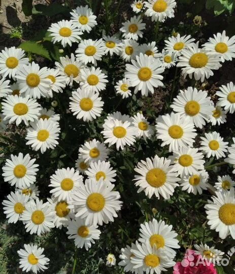 Ромашка садовая