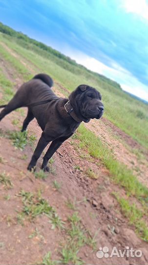 Шарпей вязка