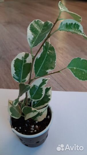 Фикус бенджамина