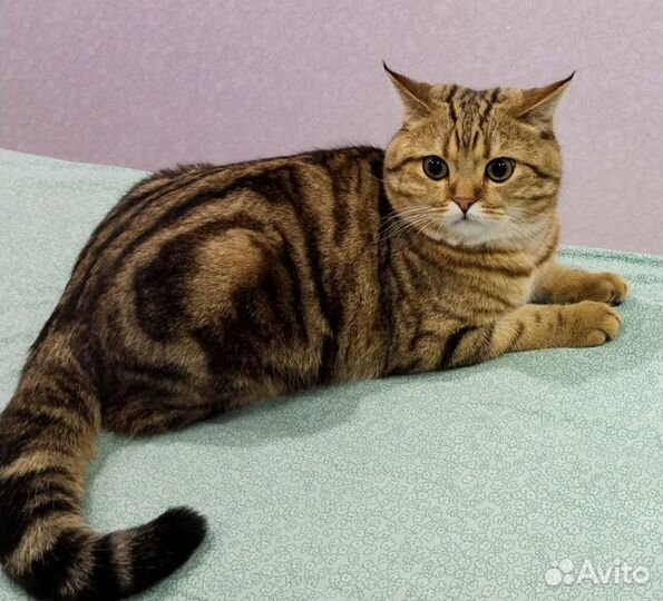 Вязка с шотландцем