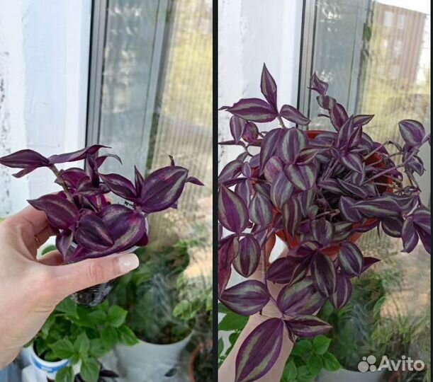 Цветы комнатные