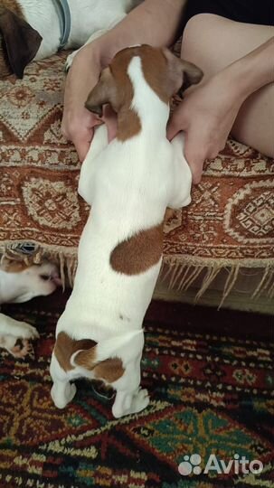 Джек Рассел терьер