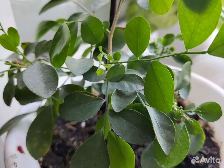 Мурайя императорская