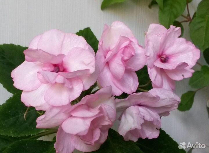 Бальзамины