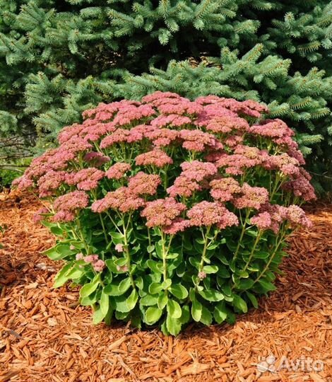 Очиток видный отростки