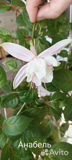 Фуксии сортовые