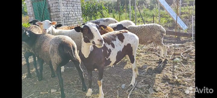 Овцы породы дорпер