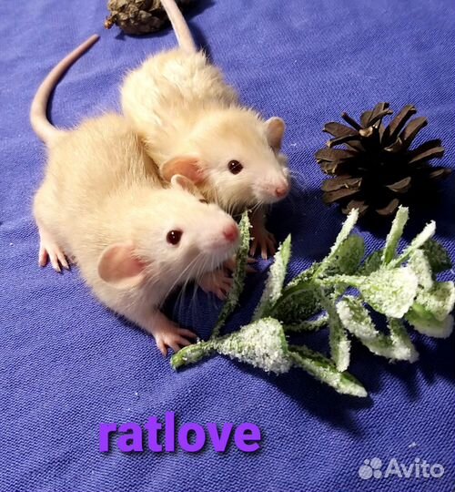 Крысята дамбо лонг и стандарт