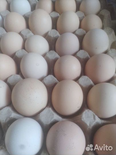 Продам цыплят, куриное яйцо