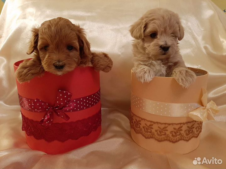 Мальтипу f1 mini корейского типа