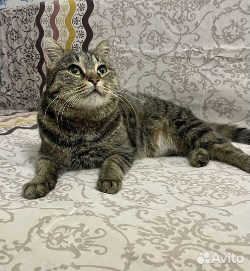 Кошка мурка