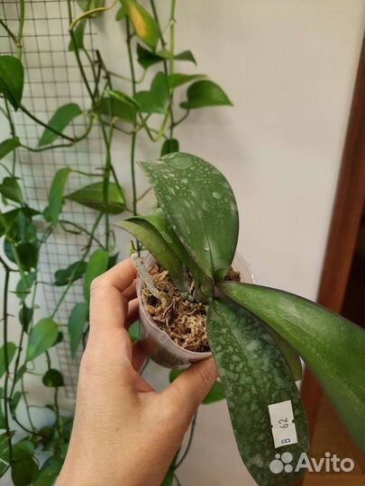 Орхидея фаленопсис Phal. Miki Black Marble