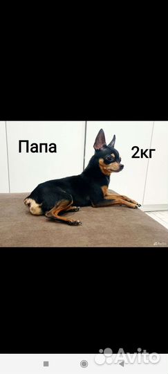 Той-терьер щенки