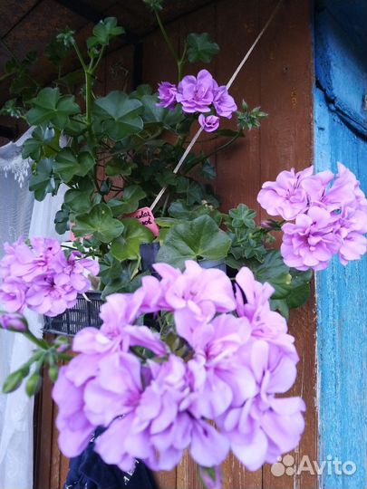 Пеларгония герань