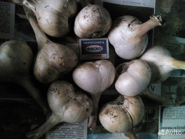 Растения для сада и дома