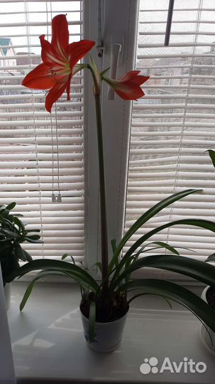 Гиппиаструм