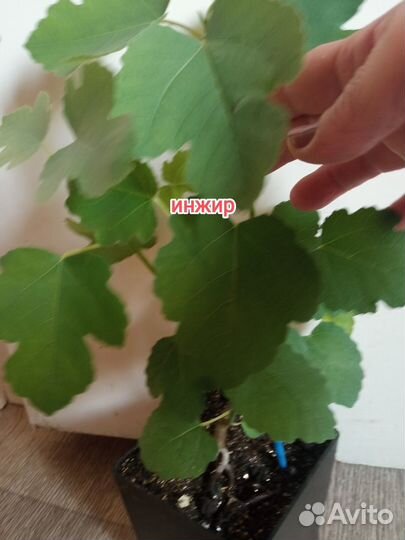 Продам цветы комнатные