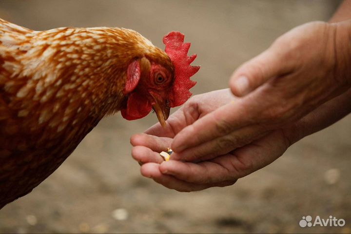 Куры-несушки