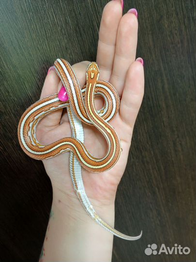 Змея маисовый полоз