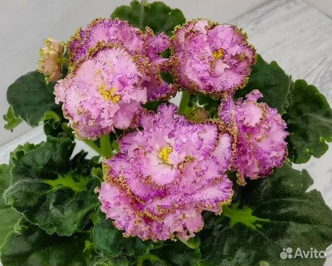 Детки сортовых фиалок