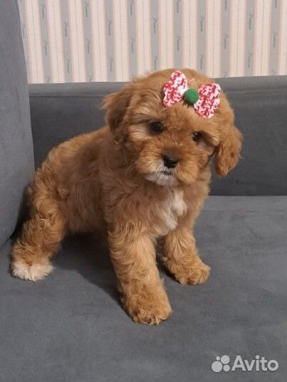 Щенки кавапу