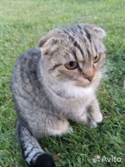 Вислоухая шиншилла а добрые руки