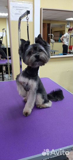 Груминг собак и кошек