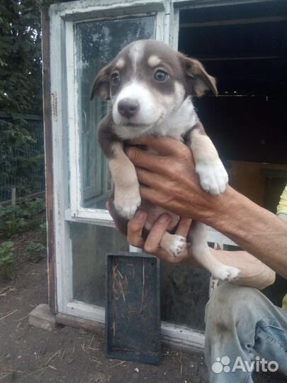 Милые щенки в хорошие руки