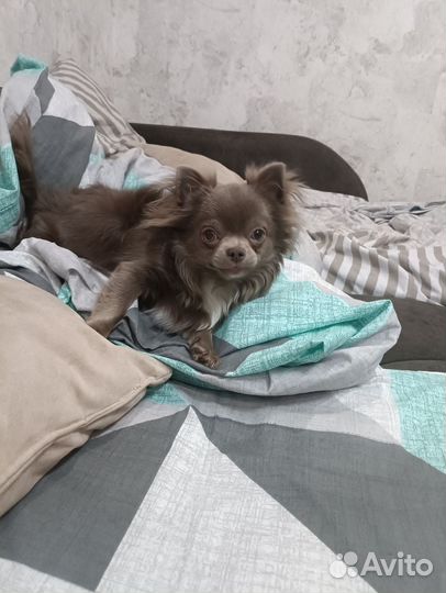 Вязка собак чихуахуа