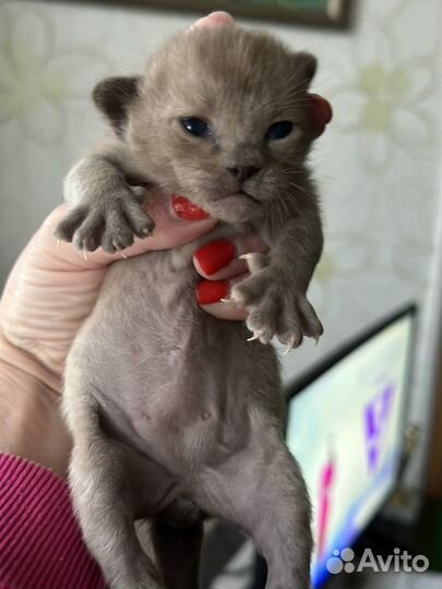 Котята европейской бурмы