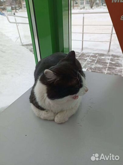 Кот Семён