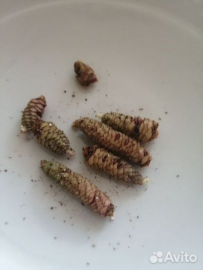 Ризомы ахименеса