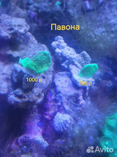 Зоантусы и другие