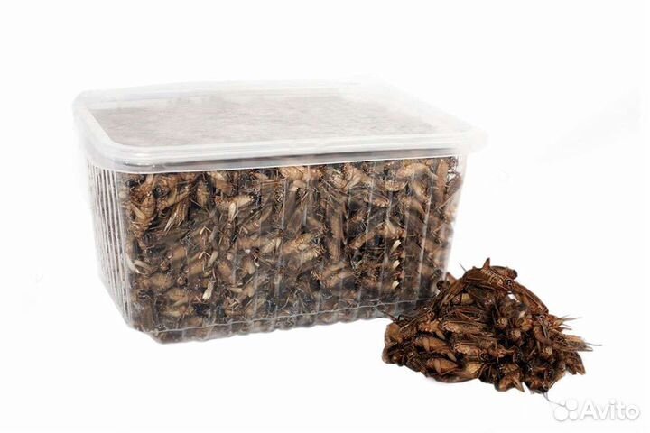 Сверчок замороженный