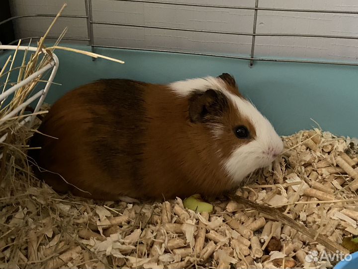 Морская свинка + 2 Клетки + переноска и сено