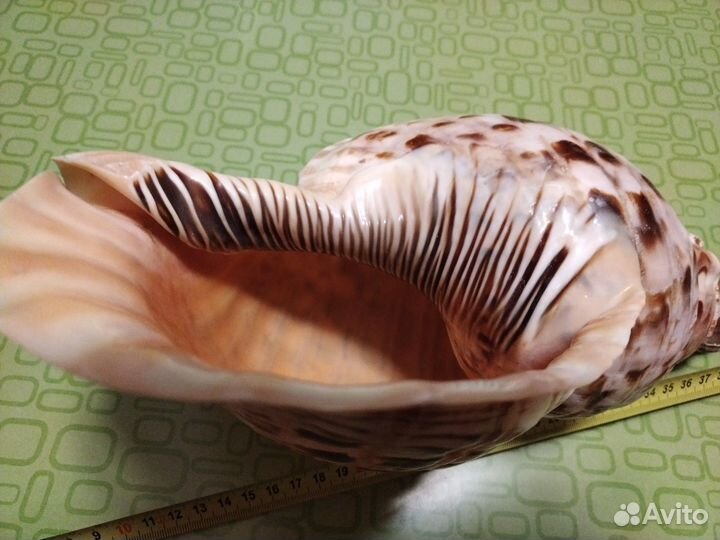 Раковина Харония Тритонис - 35 см