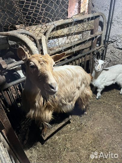 Продам козу и козочку