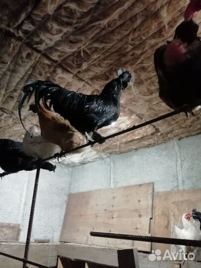 Петух Ухейилюй