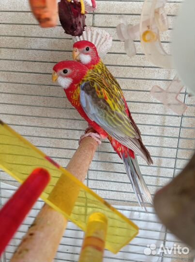 Розеллы птенцы